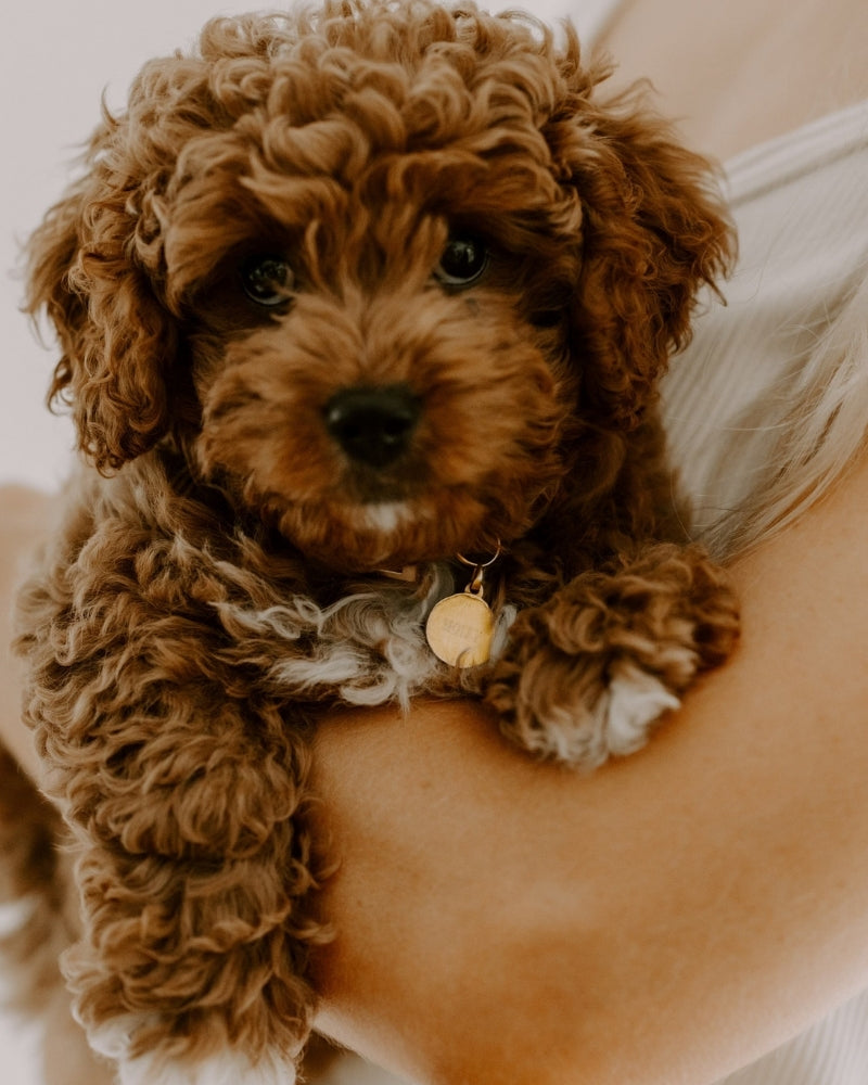 Petite Pet Pendant on Toy Cavoodle Puppy