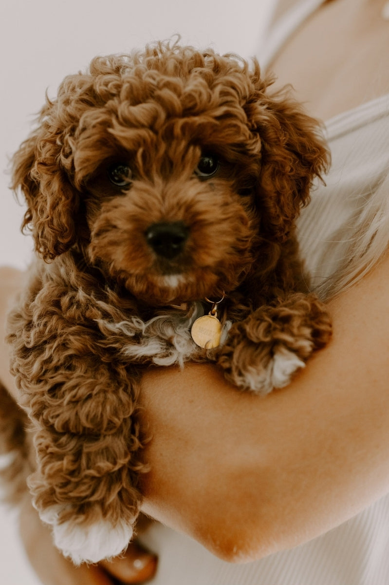 Petite Pet Pendant on Toy Cavoodle Puppy