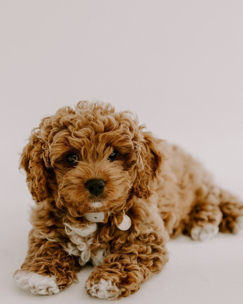 A Toy Cavoodle Puppy is sitting and wearing a Petite Pet Pendant that looks elevated and cute.