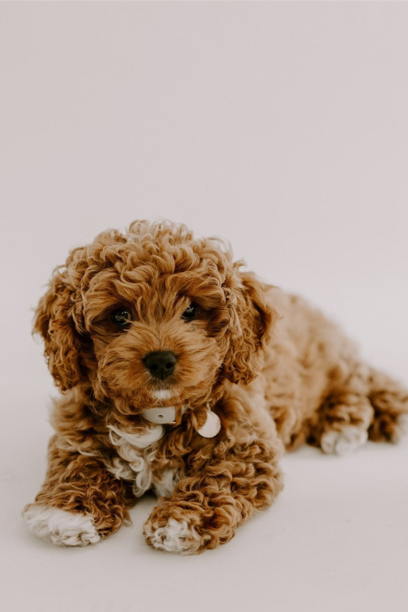 A Toy Cavoodle Puppy is sitting and wearing a Petite Pet Pendant that looks elevated and cute.
