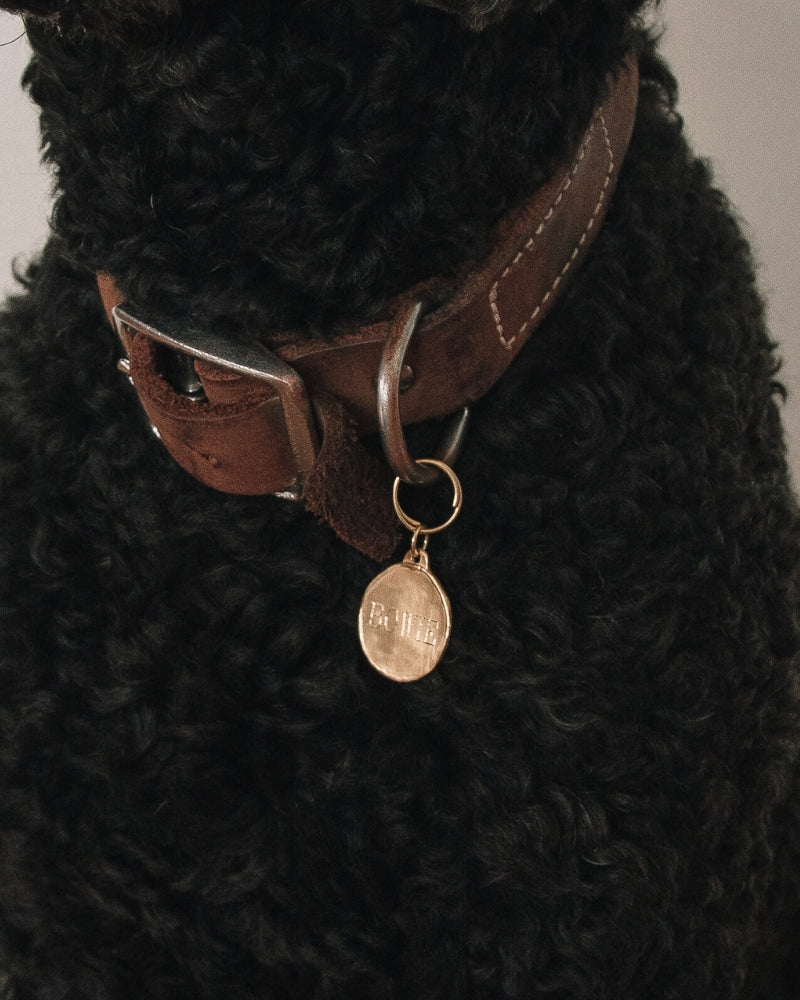 A Labradoodle is wearing a Signature Pet Pendant on its brown leather collar