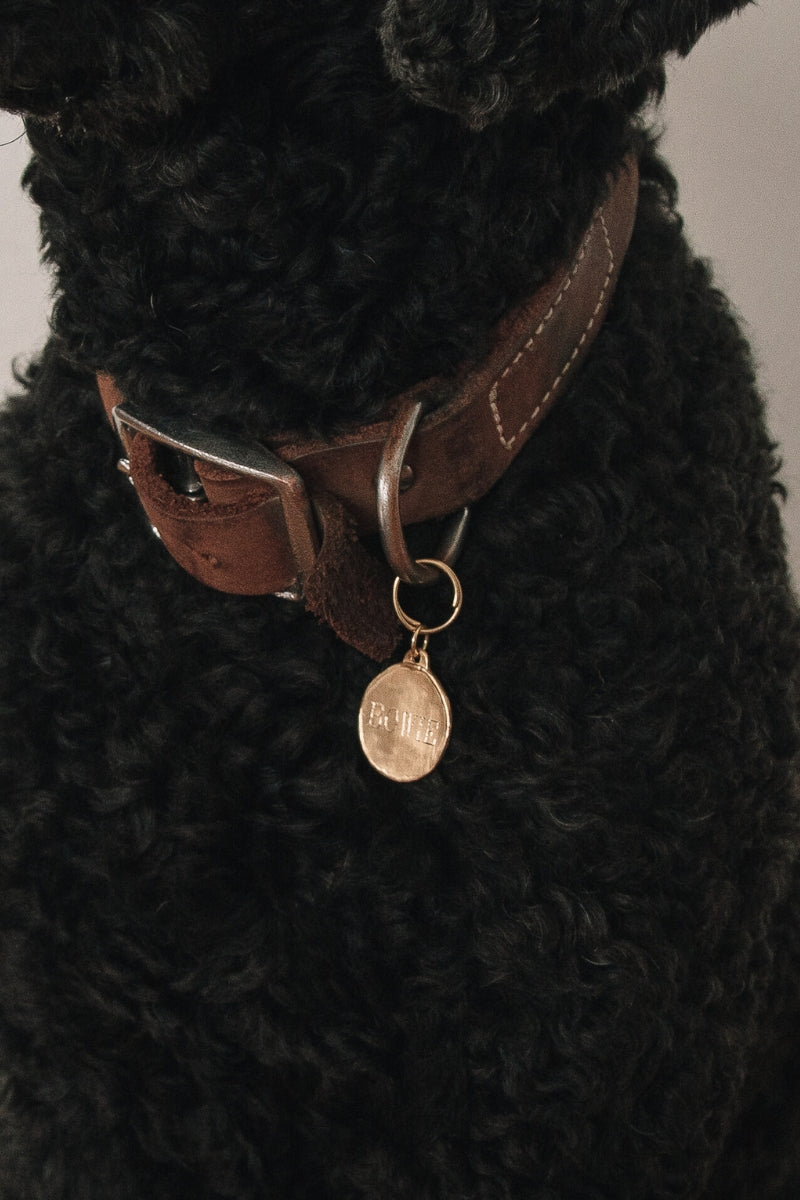 A Labradoodle is wearing a Signature Pet Pendant on its brown leather collar